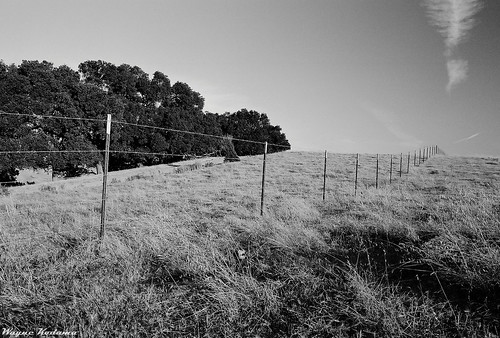 Another Barbed Wire Fence