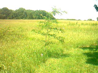 large pasture