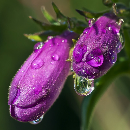 And Then There Are Water Droplets by MNE Photography