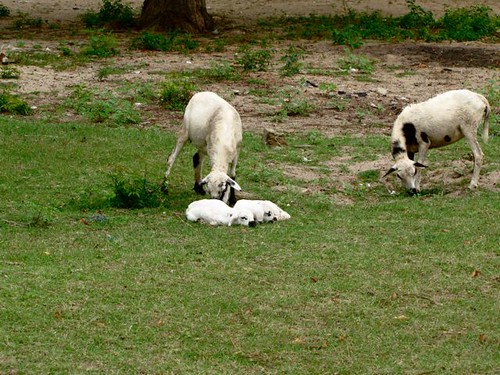 Sleeping Lambs