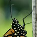 monarchs flight day_117