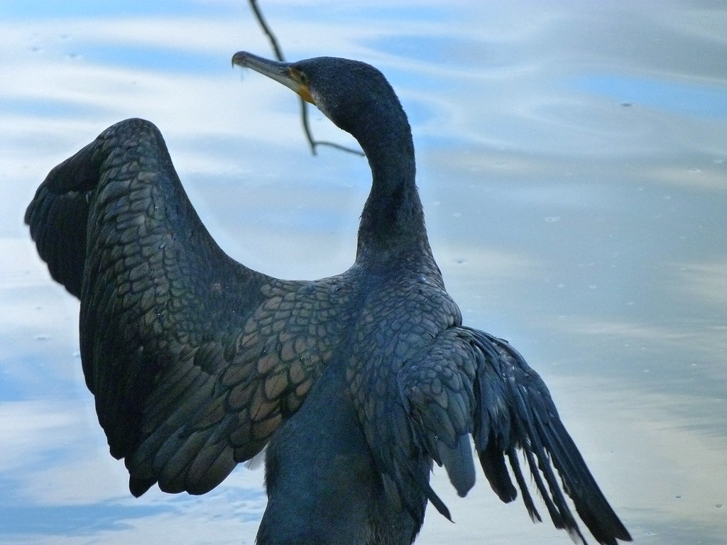 13-10-2011-cormorant-wont-b-joining-his-friends2