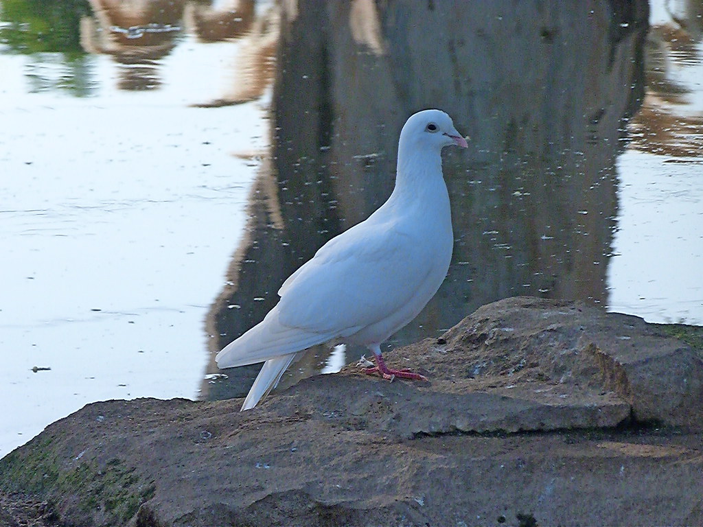 15-10-2011-white-pigeon