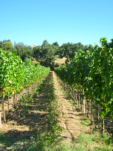 Vineyard in Assisi