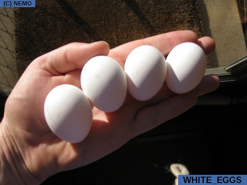 white_eggs