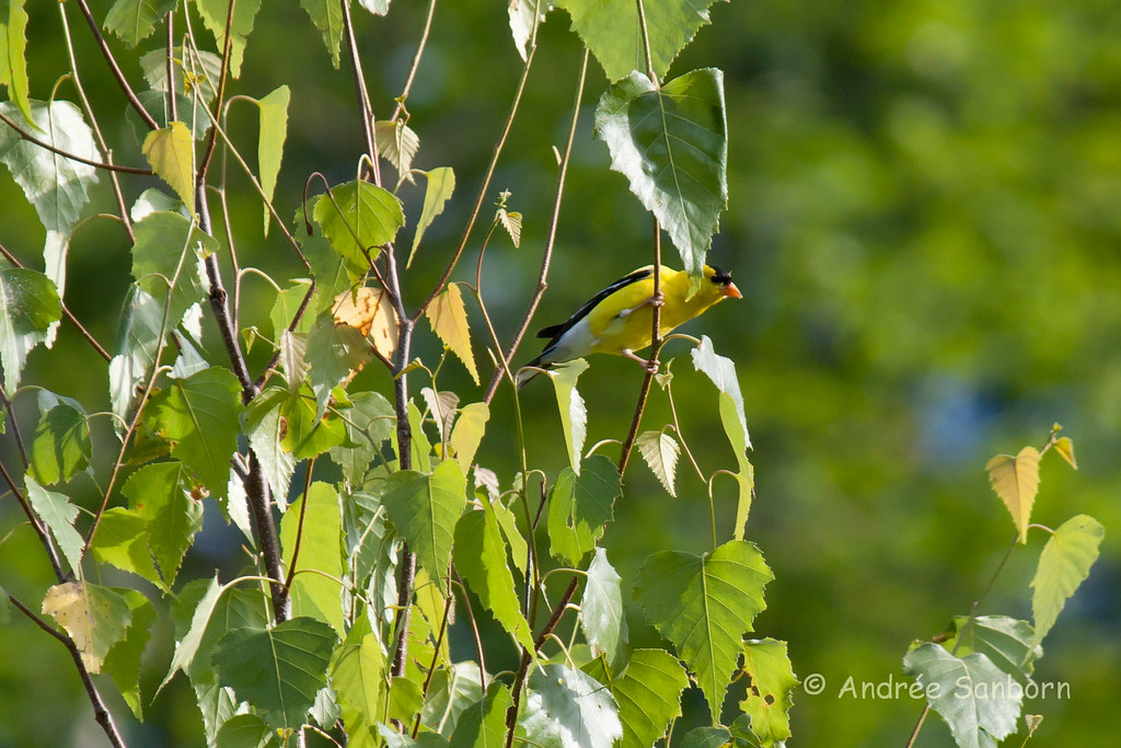 American Goldfinch (Spinus tristis)  -3.jpg