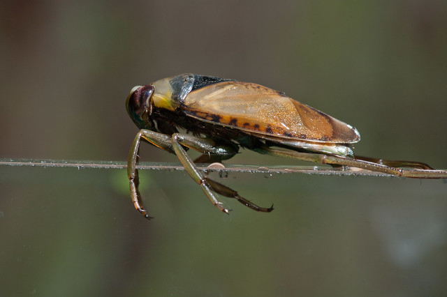 backswimmer escaping edited