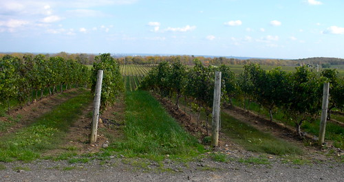 perfect vineyards