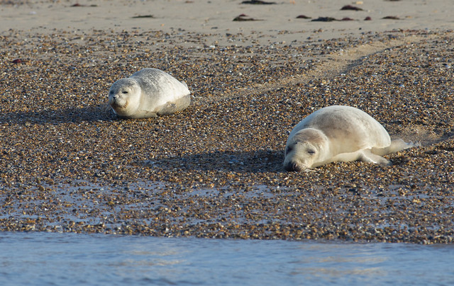 blakeney common seals on beach