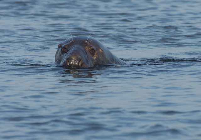 blakeney grey seal in water best 2