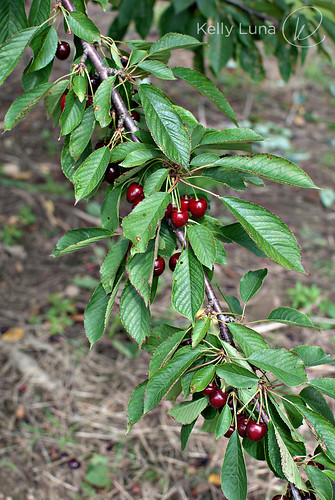 cherry branch