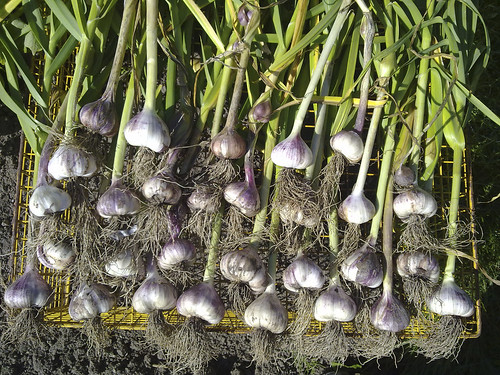 2010_08_22_Garlic Harvest_