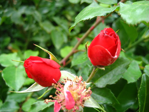 Rosebuds in Coronation Gardens, Leyton