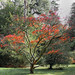 Westonbirt Arboretum (11) tonemapped