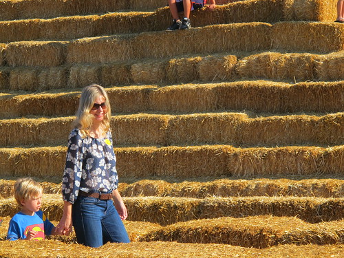walking the hay maze