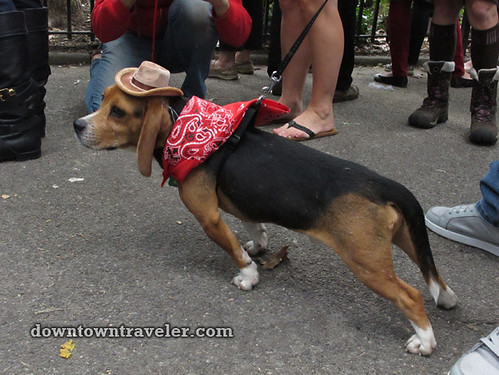 Tompkins Park Halloween Dog Parade_Beagle in cowboy costume