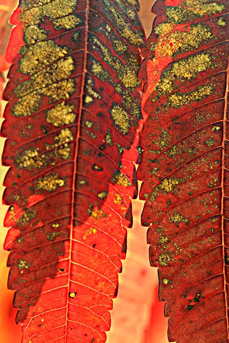 Stained glass sumac 2 by pdecell