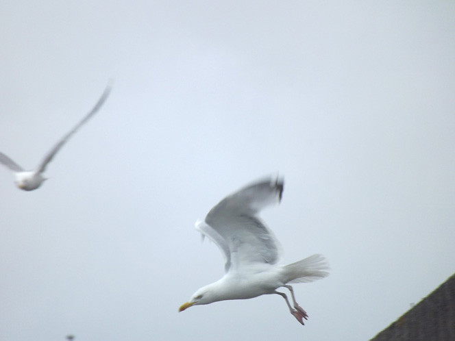 Gulls_flight01
