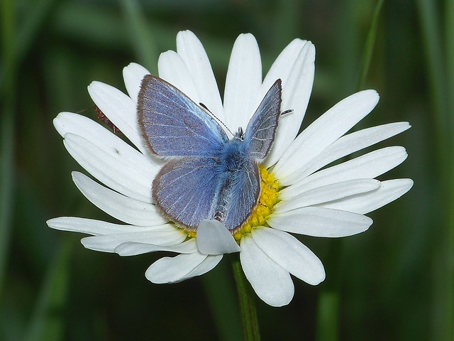silvery blue male dorsal 100615 1006192 the balsams DIXVILLE NOTCH nh