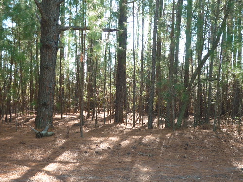 NC forest at Bodie Island