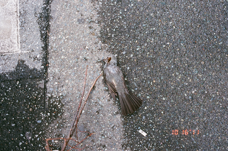 deadbird (4 of 8)