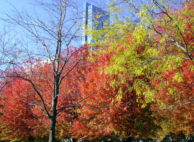 Chicago: cores de outono
