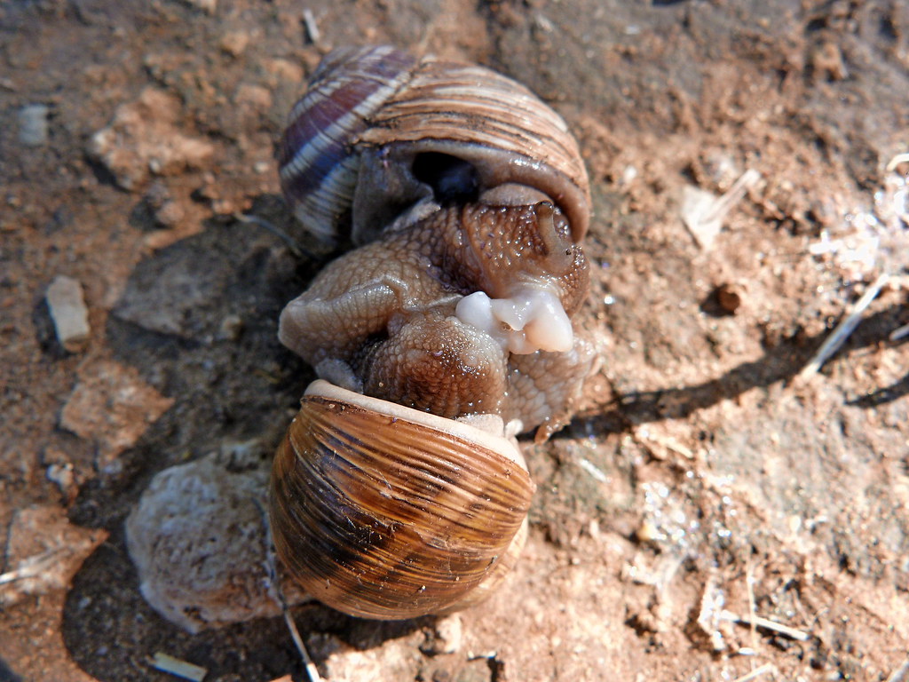 05-11-2011-snails-wasisdas5