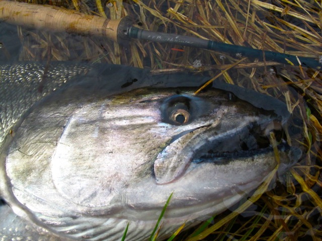 Oregon Salmon Fly Fishing 
