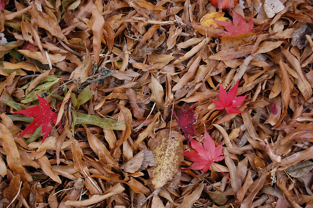 Nov11-leaf fall_600