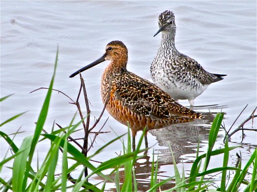 Long-billed Dowitcher with Lesser Yellowlegs 08
