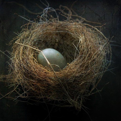nest by catcad