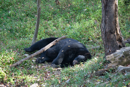 Sleepy Black Bear