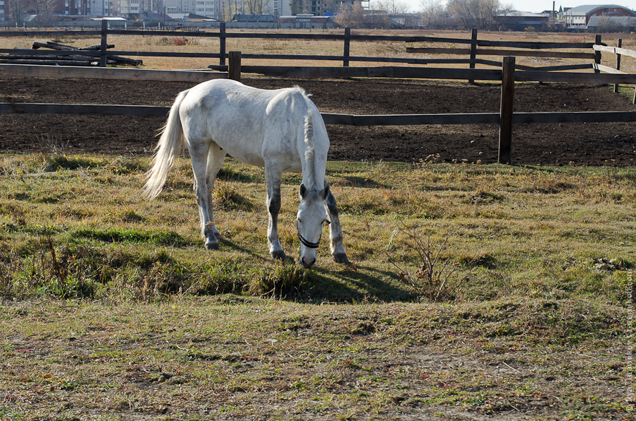 22. Эта лошадь не любит фотаться (как и многие люди), сначала она подозрительно поглядывала на меня, а потом убежала :)