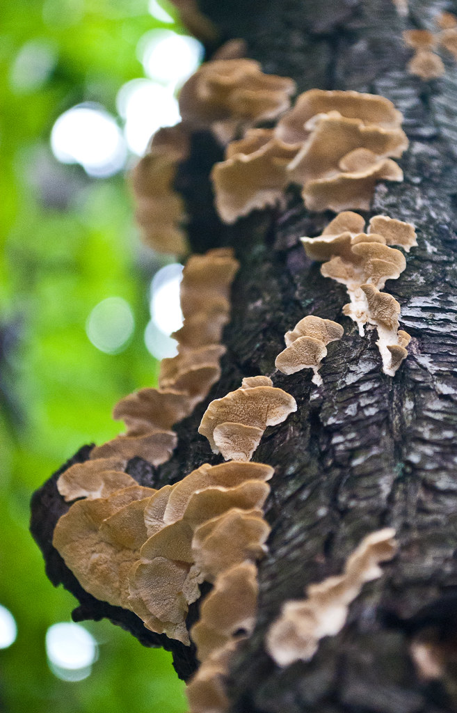 365-132 Mushroom Bark Curl