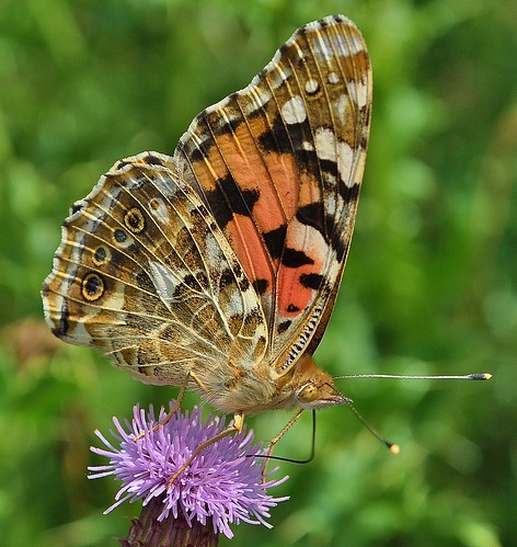 Painted Lady Butterfly by Kinzler Pegwell