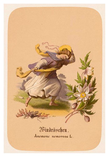 013-Anemonas-Illustrirtes Kräuterbuch –Aquarelle- 1870-Adolf Schroedter