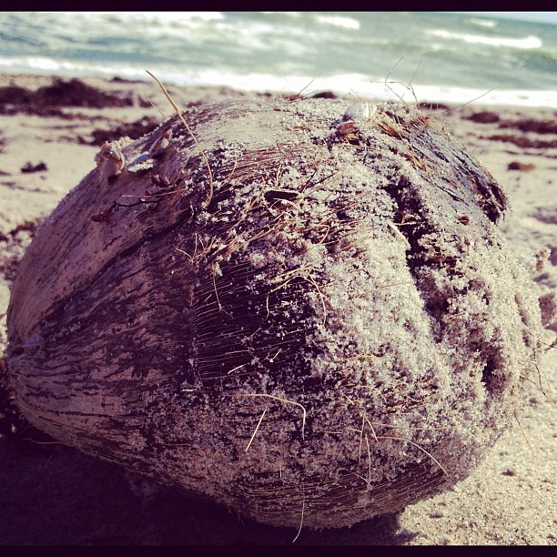 A coconut that washed up on shore.