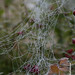 spider nets
