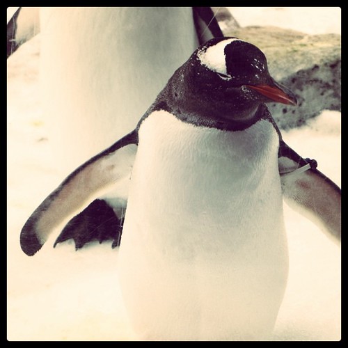 Gentoo penguin by tommy.tze