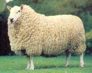 perendale sheep