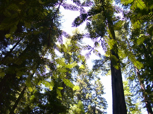 Redwoods macro