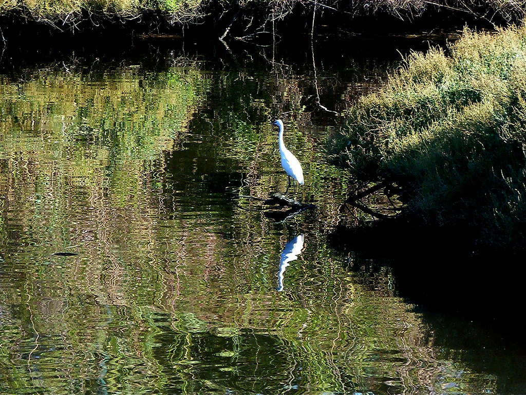 04-10-2011-egret-reflection
