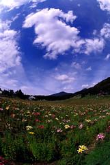Lily in Fujimi plateau.