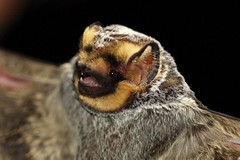 Hoary Bat (Lasiurus cinereus), male