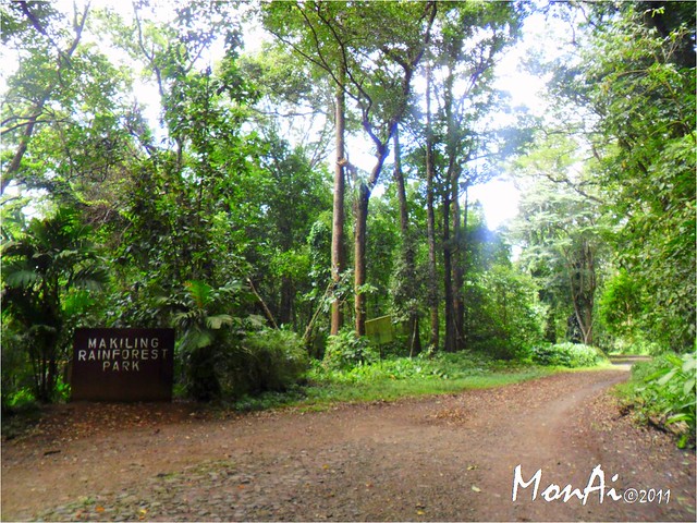 Rainforest Park
