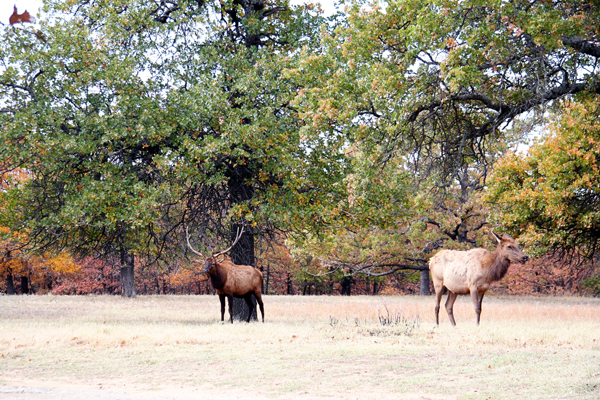 Elk at Woolaroc