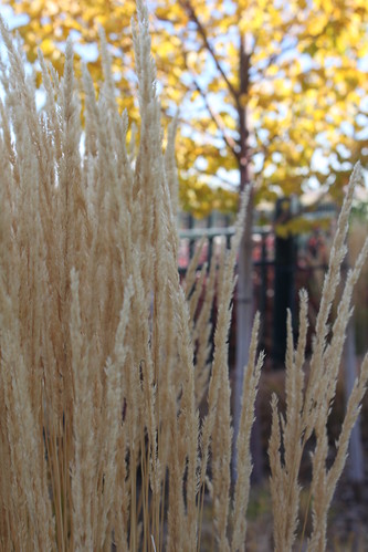 dried grasses