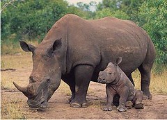 白犀牛(Ceratotherium simum)成獸與幼獸，南非。(Martin Harvey/攝，WWF-Canon/提供)