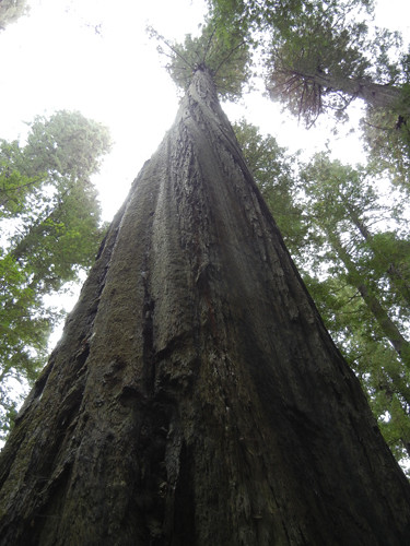 Avenue of the Giants, Humboldt Redwoods State Park, California _ 7466
