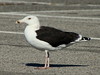 Great Black-backed Gull Smith Point
